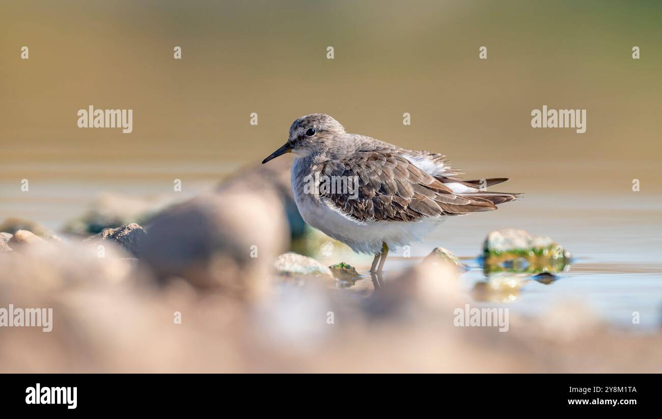 Temminck`s Stint (Calidris temminckii), Avrupa ve Asya kıtalarının kuzey kesimlerinde yaşayan bir sulak alan kuşudur. Bataklık alanlarda beslenir. Stock Photo